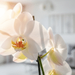 新築祝い息子へ胡蝶蘭を贈る完全ガイド！相場やマナー解説