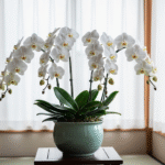 敬老の日 手紙を小学生が書く際の例文と贈り物に最適な胡蝶蘭