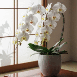 敬老の日 義母 プレゼント決定版！喜ばれる選び方と人気5選