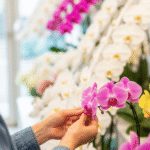 敬老の日 知恵袋｜胡蝶蘭の選び方からマナーまで完全ガイド