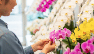 敬老の日 知恵袋｜胡蝶蘭の選び方からマナーまで完全ガイド