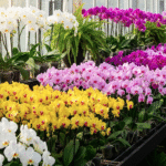 胡蝶蘭通販の選び方｜お祝いギフトで失敗しないポイン