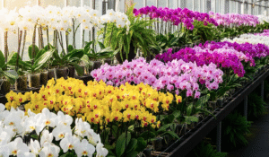 胡蝶蘭通販の選び方｜お祝いギフトで失敗しないポイン