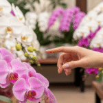 敬老の日ギフトに胡蝶蘭を！選び方から通販での買い方まで解説