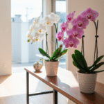 新築祝いアマギフは失礼？相場とマナー＋胡蝶蘭で最高の贈り物