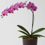 彼氏の昇進祝いの食事を最高に！お店選びから胡蝶蘭の贈り物まで