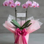 ミニ胡蝶蘭の販売｜通販で贈るお祝いギフトの選び方