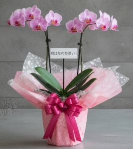 ミニ胡蝶蘭の販売｜通販で贈るお祝いギフトの選び方