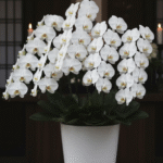 お悔やみ情報 沖縄での探し方と供花で贈る胡蝶蘭のマナー