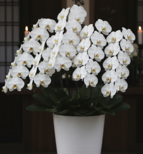 お悔やみ情報 沖縄での探し方と供花で贈る胡蝶蘭のマナー