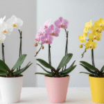 ミニ胡蝶蘭の通販｜ギフト選びから育て方まで完全解説