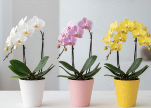 ミニ胡蝶蘭の通販｜ギフト選びから育て方まで完全解説