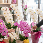 還暦祝い 名古屋の祝い方｜食事や贈り物におすすめの胡蝶蘭