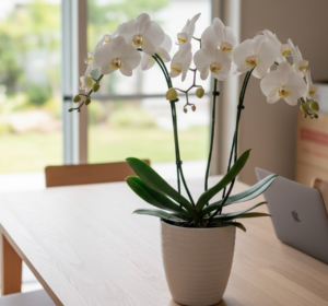 母の日ありがとう 返信に悩んだら｜感謝が伝わる例文と贈り物