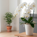 新築祝いを息子夫婦へ贈るなら胡蝶蘭！相場やマナーも解説