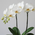 訃報を聞いたらお悔やみの言葉を。マナーと例文、供花も解説