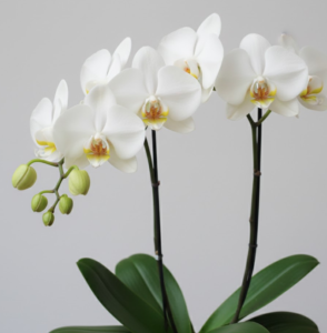 訃報を聞いたらお悔やみの言葉を。マナーと例文、供花も解説