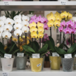 ミニ胡蝶蘭の価格相場を解説！通販での賢い選び方とは