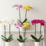 ミニ胡蝶蘭の種類を解説！通販での選び方から育て方まで