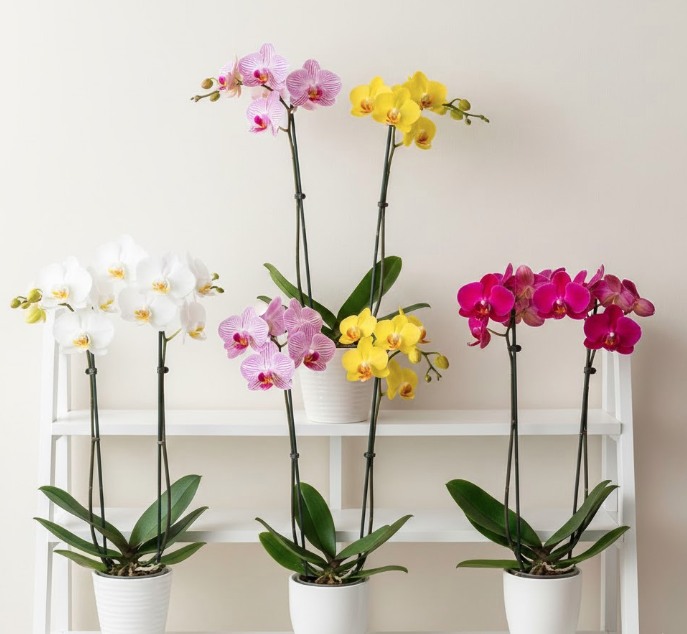 ミニ胡蝶蘭の種類を解説！通販での選び方から育て方まで