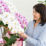 娘婿の実家へ新築祝いを贈るマナーと相場｜おすすめは胡蝶蘭