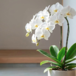 新築祝いのリクエストを上手に聞く方法とマナーやおすすめの胡蝶蘭