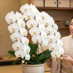 新築祝い 断り方のマナーと角が立たない丁寧な辞退の例文集