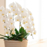 娘の嫁ぎ先への新築祝いに贈る胡蝶蘭の相場とマナー完全ガイド