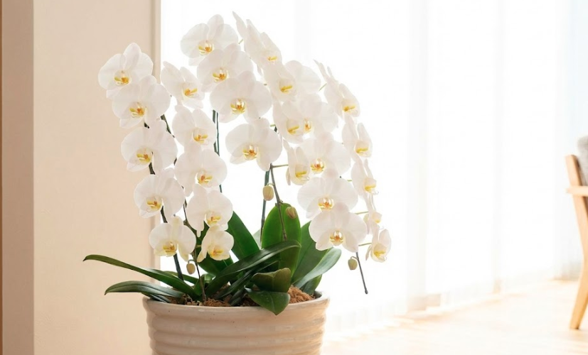 娘の嫁ぎ先への新築祝いに贈る胡蝶蘭の相場とマナー完全ガイド