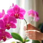 母の日を忘れてた時でも挽回できる！遅れても喜ばれる誠実な対処法と胡蝶蘭ギフト