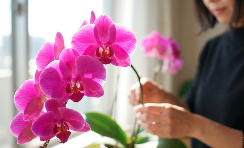 母の日を忘れてた時でも挽回できる！遅れても喜ばれる誠実な対処法と胡蝶蘭ギフト