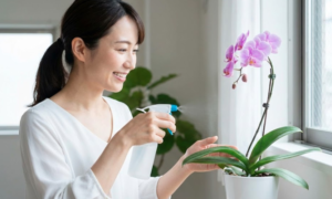 義母の還暦祝いで嫁が選ぶ最高の贈り物とマナー解説