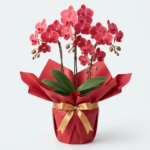 還暦祝いの服装は本人が何を着るべき？マナーや場所別の選び方を解説