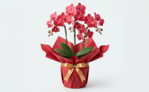 還暦祝いの服装は本人が何を着るべき？マナーや場所別の選び方を解説