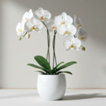 お悔やみで残念だったねと言われないための葬儀マナーと胡蝶蘭の選び方