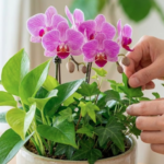 幸せを運ぶ！ミニ胡蝶蘭の寄せ植え完全ガイド｜初心者でも失敗しない作り方と育て方