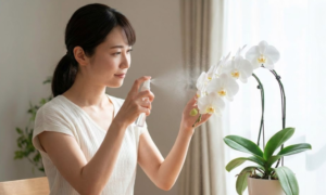 二世帯住宅新築祝いの相場やマナーは？喜ばれる胡蝶蘭の贈り方と選び方