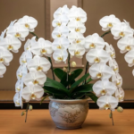 還暦祝いを自分で買う！60歳の節目を彩る最高の記念品と胡蝶蘭の選び方