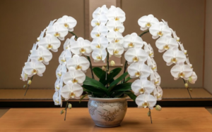還暦祝いを自分で買う！60歳の節目を彩る最高の記念品と胡蝶蘭の選び方