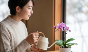 失敗しないミニ胡蝶蘭の水やりと長く楽しむ育て方の完全ガイド