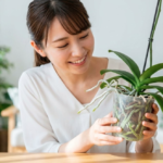 ミニ胡蝶蘭の花芽を出す魔法！初心者でも失敗しない育て方と管理のコツ