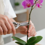 ミニ胡蝶蘭の手入れをマスター！初心者が枯らさないための魔法のコツ