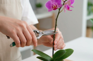 ミニ胡蝶蘭の手入れをマスター！初心者が枯らさないための魔法のコツ