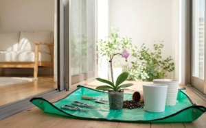 ミニ胡蝶蘭が咲き終わったらどうする？二度咲きさせる剪定・植え替え・育て方の全解説