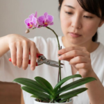 失敗しない！初心者向けミニ胡蝶蘭の育て方と咲かせるコツ