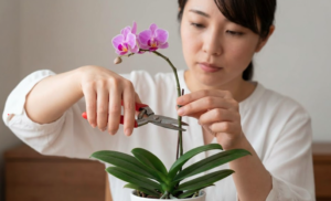 失敗しない！初心者向けミニ胡蝶蘭の育て方と咲かせるコツ